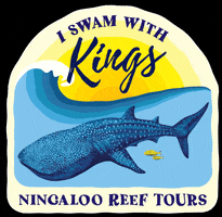 KingsNingaloo snorkel humpback whale mantaray whaleshark GIF