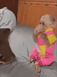 Shocked Monkey GIF