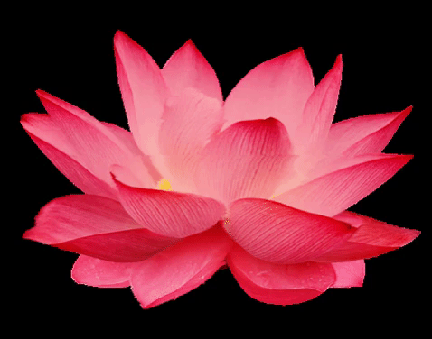 Nina Nesbitt Flower GIF - Find & Share on GIPHY