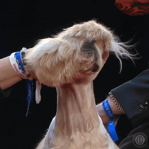 Not Looking Dog Show GIF by American Kennel Club