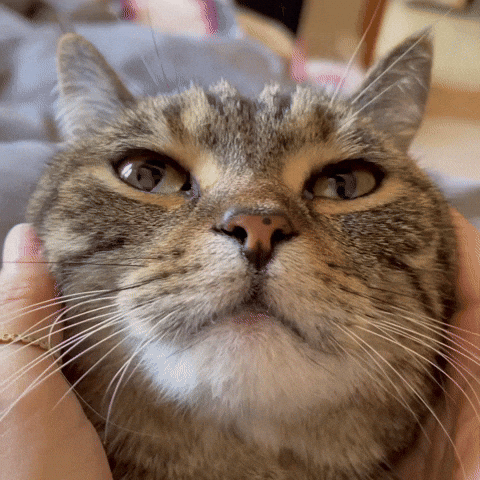 Cat GIF
