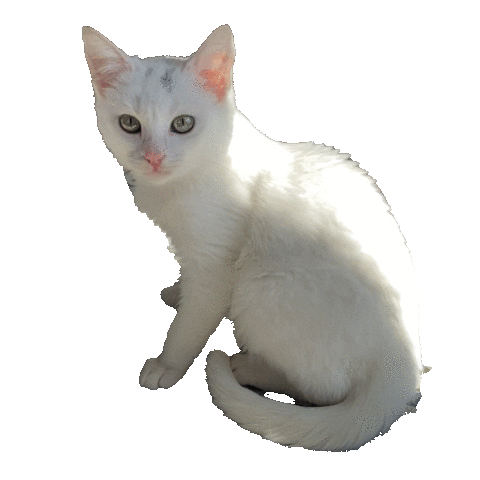 Licking White Cat Sticker by Encal Medya