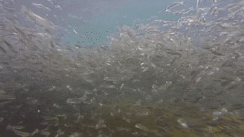 Fish Fry GIF by U.S. Fish and Wildlife Service
