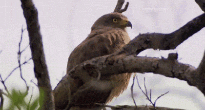 Dramatic Eagle GIF - Find & Share on GIPHY