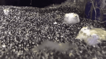 hungry come back GIF by California Academy of Sciences