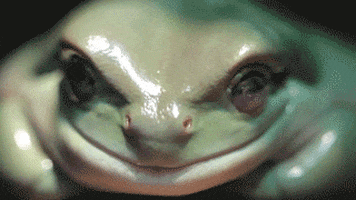 Frog GIF