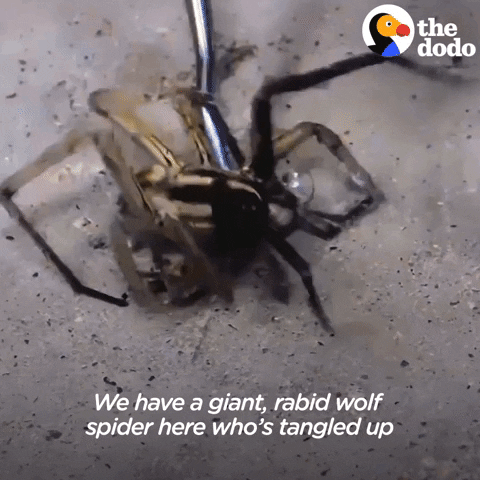 Giant Spider GIF by The Dodo