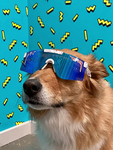 Cool Dog GIF by Pit Viper