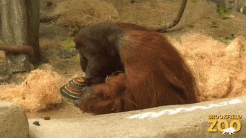 Hungry Birthday GIF by Brookfield Zoo