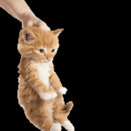 Cat GIF