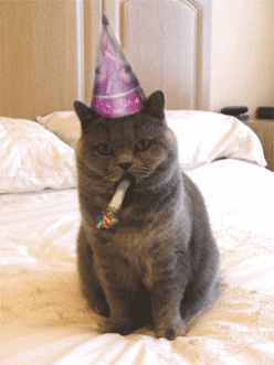 Happy Birthday Cat GIF - Find & Share on GIPHY