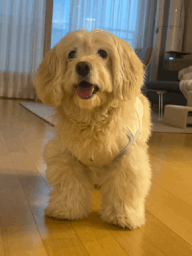 Dog GIF