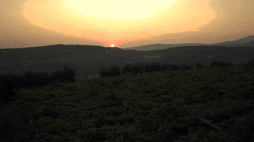 GiustiWine sunset landscape valpolicella amarone GIF