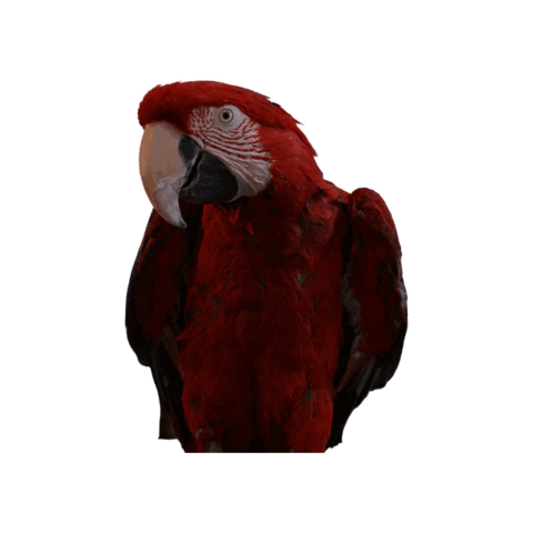 Bird Parrot Sticker by Five Points Pet Resort