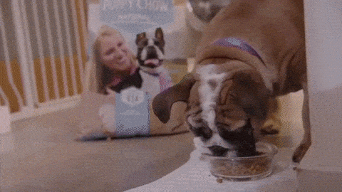 Best Dog Gifs Primo Gif Latest Animated Gifs