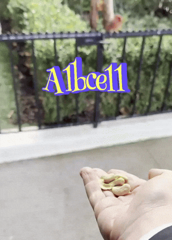 Albcell Cardinal GIF by Alb Cell