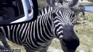 zebra GIF by Cheezburger