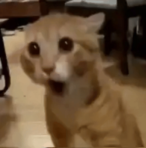 Cat GIF