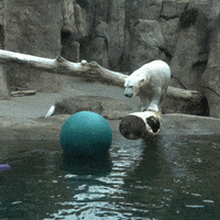 Polar Bear Fun GIF by Oregon Zoo