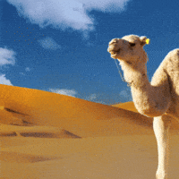 Camel-desert GIFs - Get the best GIF on GIPHY Camel-desert GIFs - Get the best GIF on GIPHY
