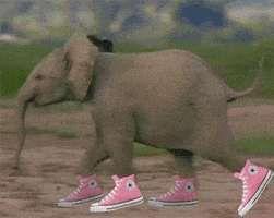 Elephant Gatling GIFs - Get the best GIF on GIPHY