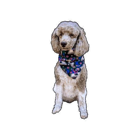 Poodle Sticker by Geekster Pets