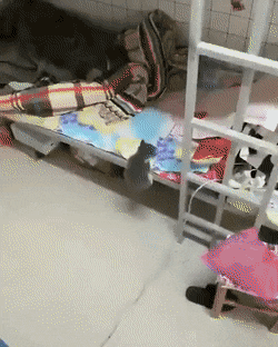 Kitten Hanging On GIF by swerk