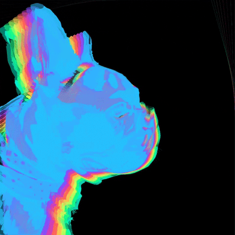 Bulldog GIF