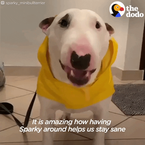 Bull Terrier Dogs Gif By The Dodo - Find & Share On Giphy