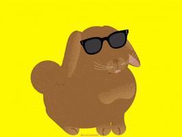 Sunglasses Bunny GIF