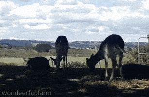 Funny Deer GIF by Wondeerful farm