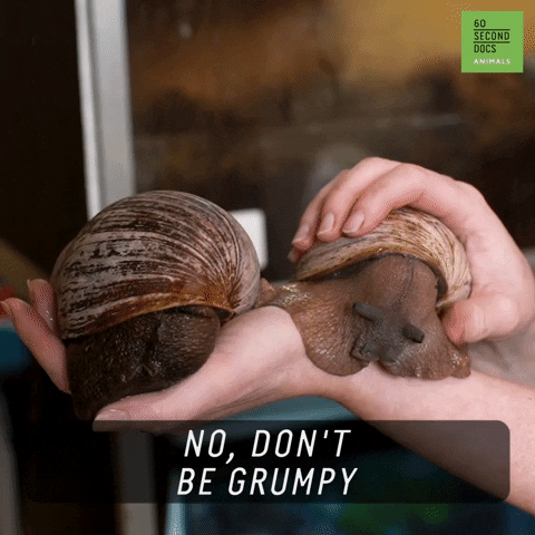 Pets Snails GIF by 60 Second Docs