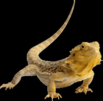 ACReptileRescue GIF