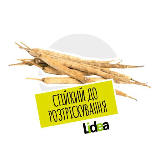 Lidea Seeds Sticker