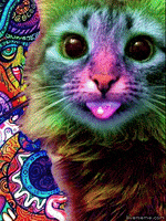 cat colors GIF