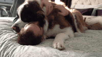 Dog Laying GIF - Find & Share on GIPHY