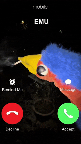Bird Phone GIF