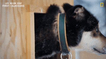 Dog GIF by National Geographic Channel