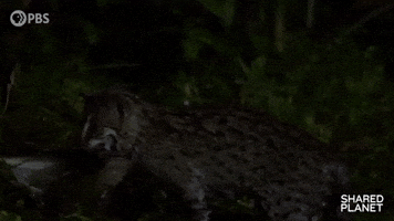 Hungry Episode 1 GIF by PBS