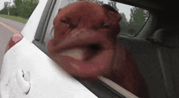 Funny Face Dog GIF