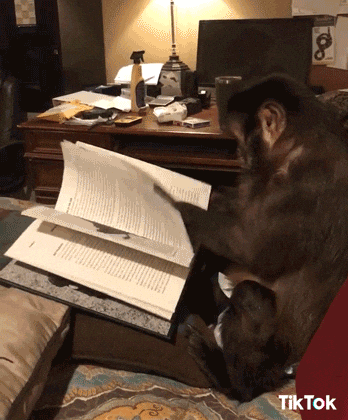 animal reading gif