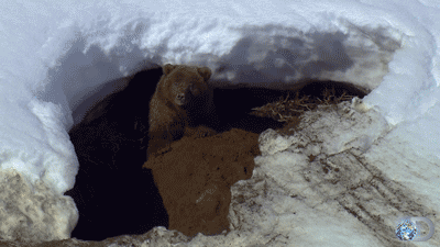 Spring Bears GIF - Find & Share on GIPHY