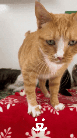 Cats Love GIF by Best Friends Animal Society