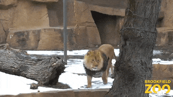 Run Lion GIF by Brookfield Zoo