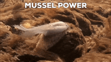 mussels meme gif