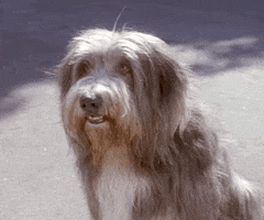TV gif. A long haired grey dog on Beverly Hills nine oh two one oh tilts its head as it raises its paw in a wave. 