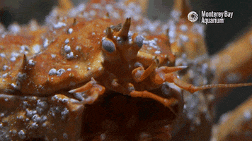 King Crab GIF by Monterey Bay Aquarium