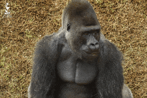 Gorilla No GIF by Al Ain Zoo