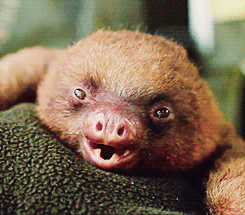 sloth yawning GIF