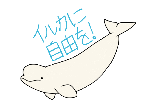 beluga whale animal gif